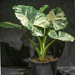 ALOCASIA MACRORRHIZA...