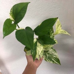 Golden Pothos o Potus