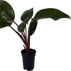 Philodendron Rojo Congo