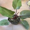 Philodendron Rojo Congo