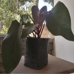 Philodendron Rojo Congo