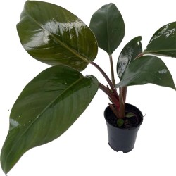 Philodendron Rojo Congo