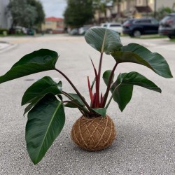 Philodendron Rojo Congo