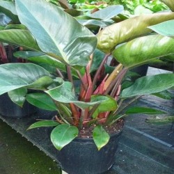 Philodendron Rojo Congo