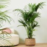 Palmera Areca