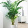 Palmera Areca