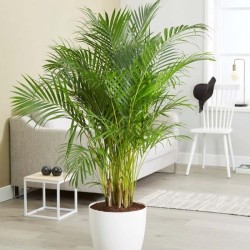 Palmera Areca