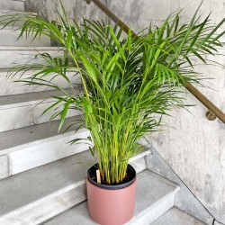 Palmera Areca