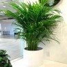 Palmera Areca