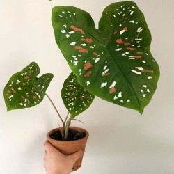 Caladium Bicolor