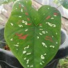 Caladium Bicolor