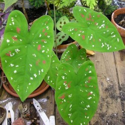 Caladium Bicolor