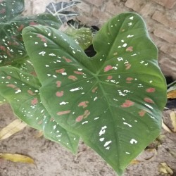 Caladium Bicolor