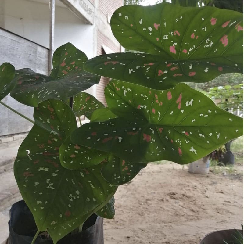 Caladium Bicolor