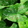 Caladium Bicolor