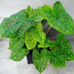 Caladium Bicolor