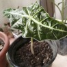 Alocasia amazónica