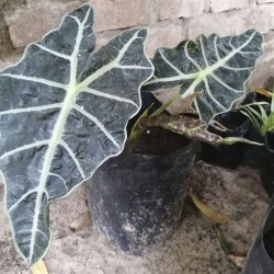 Alocasia amazónica