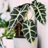 Alocasia amazónica