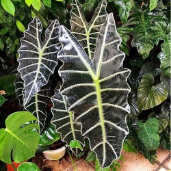 Alocasia amazónica