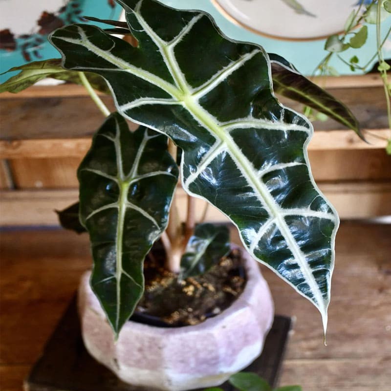 Alocasia amazónica