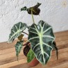 Alocasia amazónica