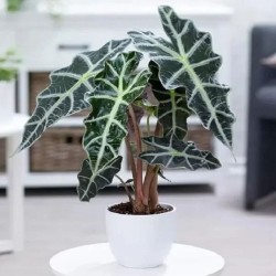 Alocasia amazónica