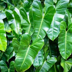 Philodendron burle marx