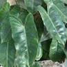 Philodendron burle marx