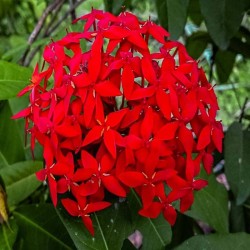 Ixora Coccinea Roja