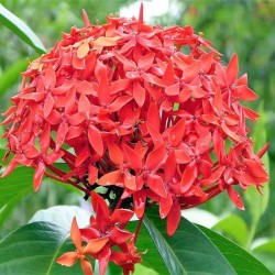 Ixora Coccinea Roja