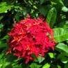 Ixora Coccinea Roja