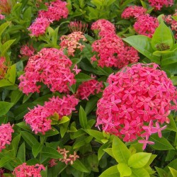 Ixora Coccinea Roja