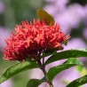 Ixora Coccinea Roja