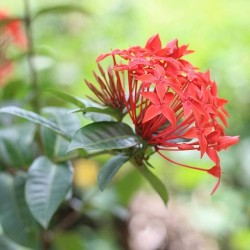 Ixora Coccinea Roja