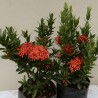 Ixora Coccinea Roja