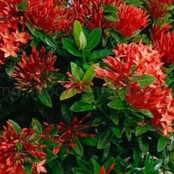 Ixora Coccinea Roja