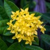 Ixora Coccinea Amarilla