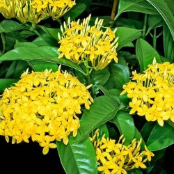 Ixora Coccinea Amarilla