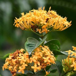 Ixora Coccinea Amarilla