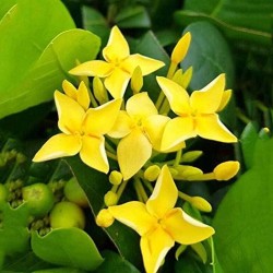 Ixora Coccinea Amarilla