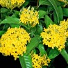 Ixora Coccinea Amarilla