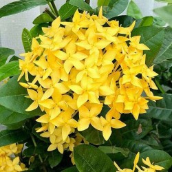 Ixora Coccinea Amarilla