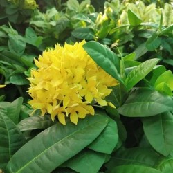 Ixora Coccinea Amarilla