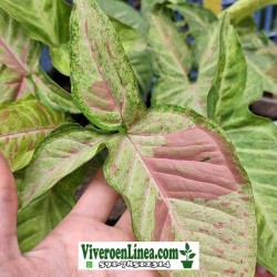 Singonio Confeti Podophyllum