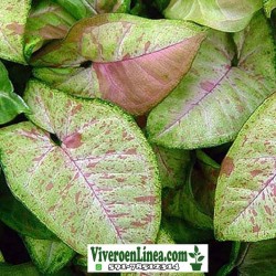 Singonio Confeti Podophyllum