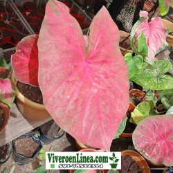 Caladium Brasilero Largatá...