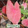 Caladium Brasilero Largatá de Fogo