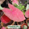 Caladium Brasilero Largatá de Fogo