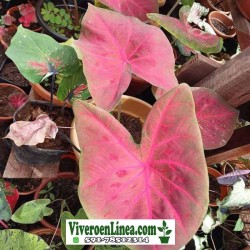 Caladium Brasilero Largatá de Fogo